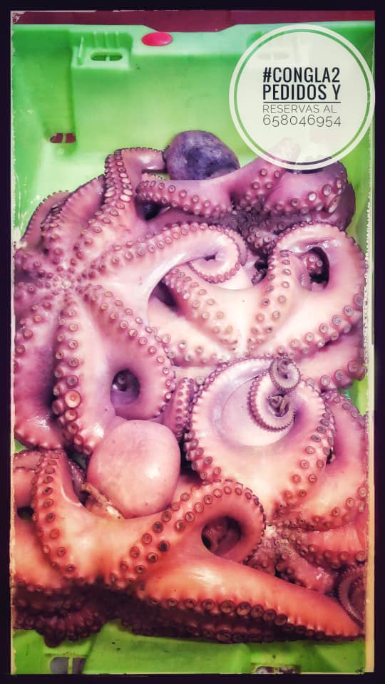 Congla2 Pulpo