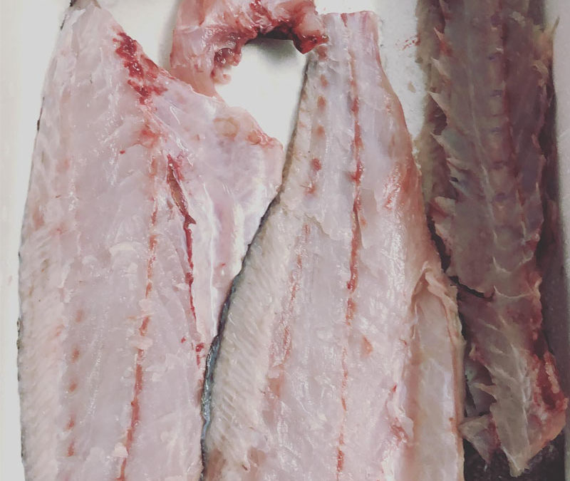 Video de Ronqueo de Atún de Tarifa